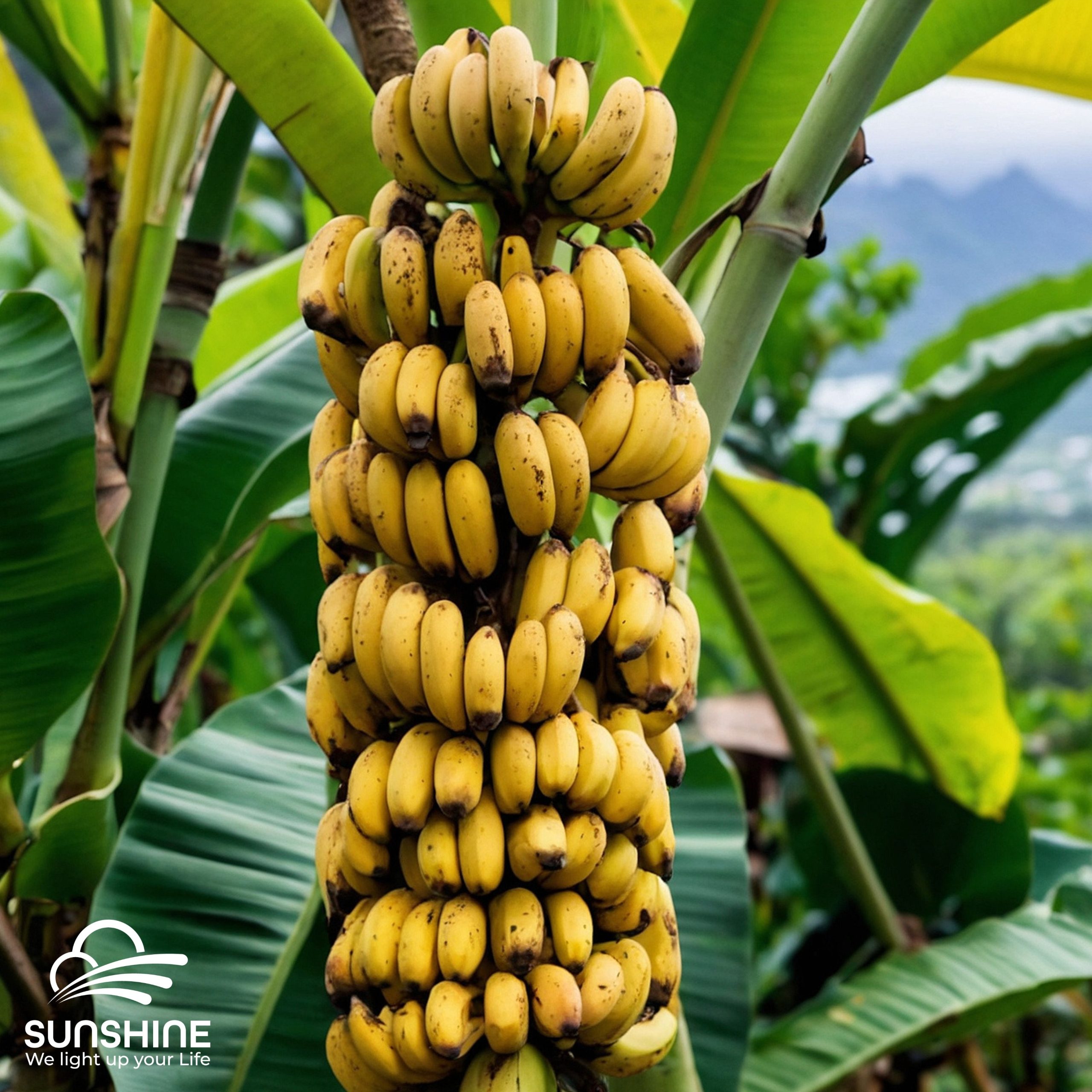 Cavendish-banana-1