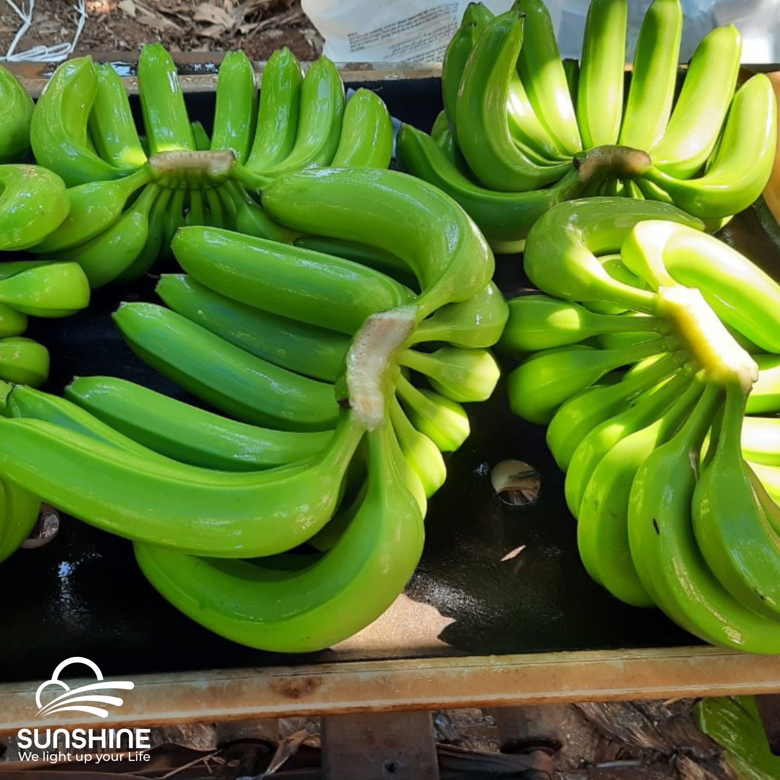 Cavendish-banana-2
