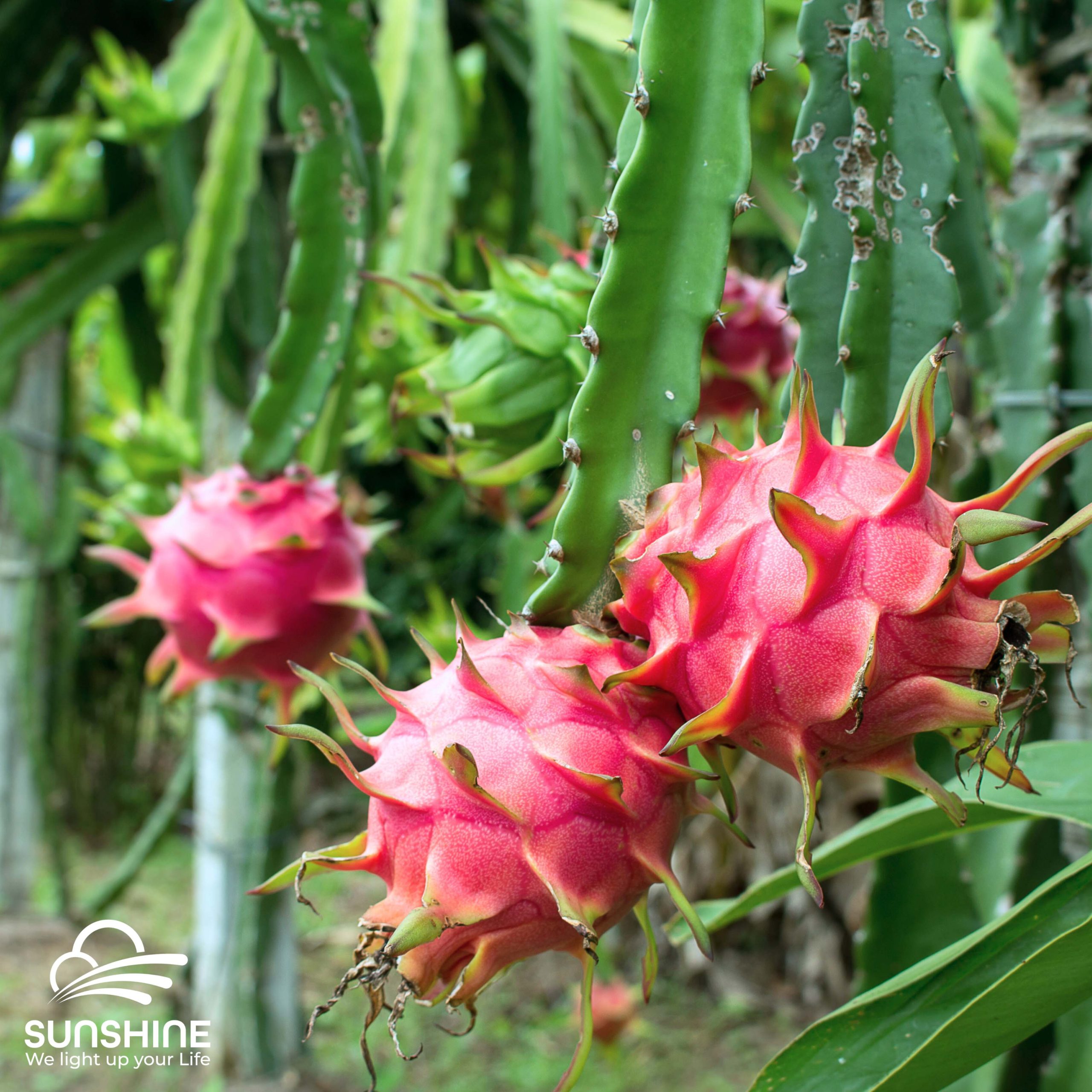 dragon-fruit-red-flesh-1
