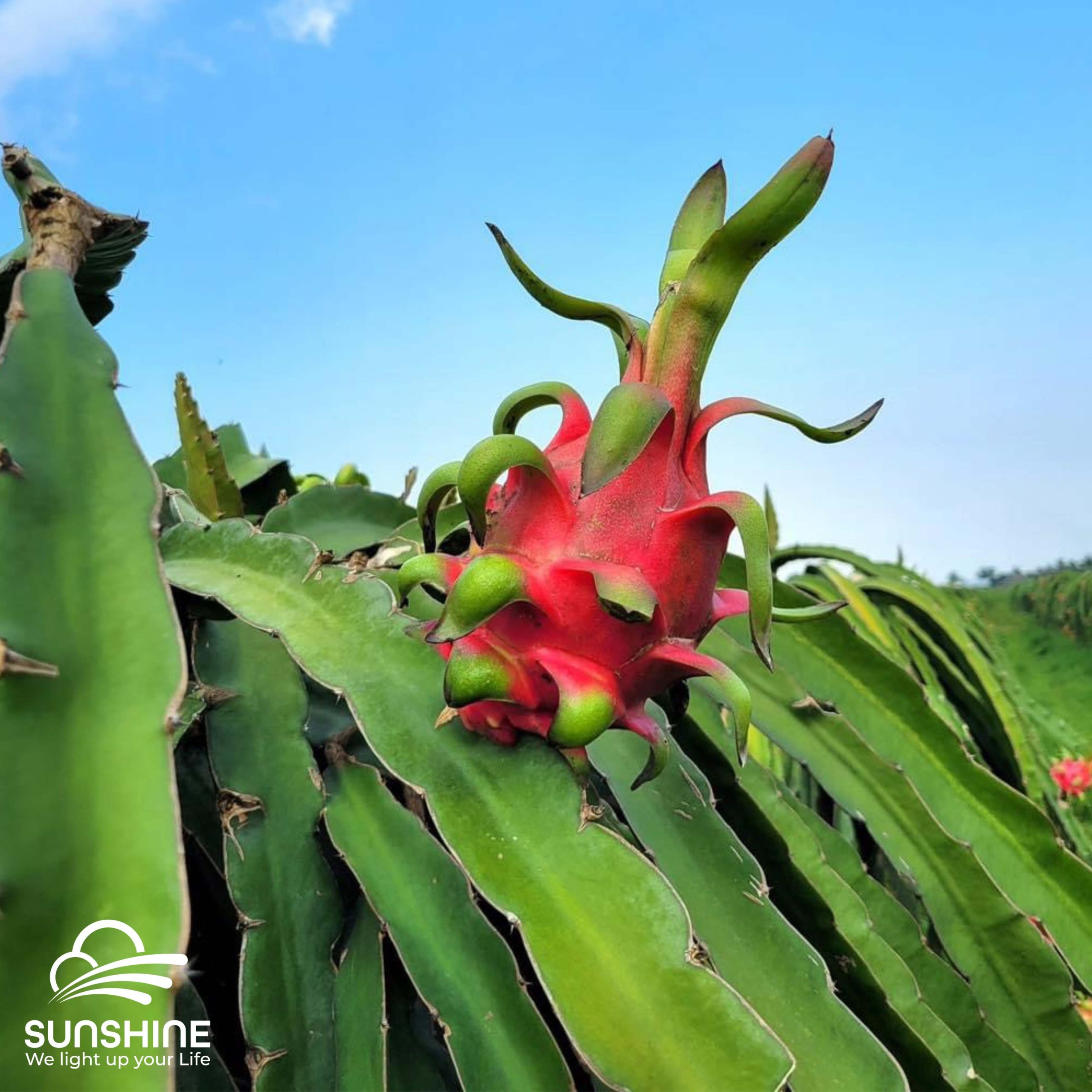 dragon-fruit-red-flesh-3
