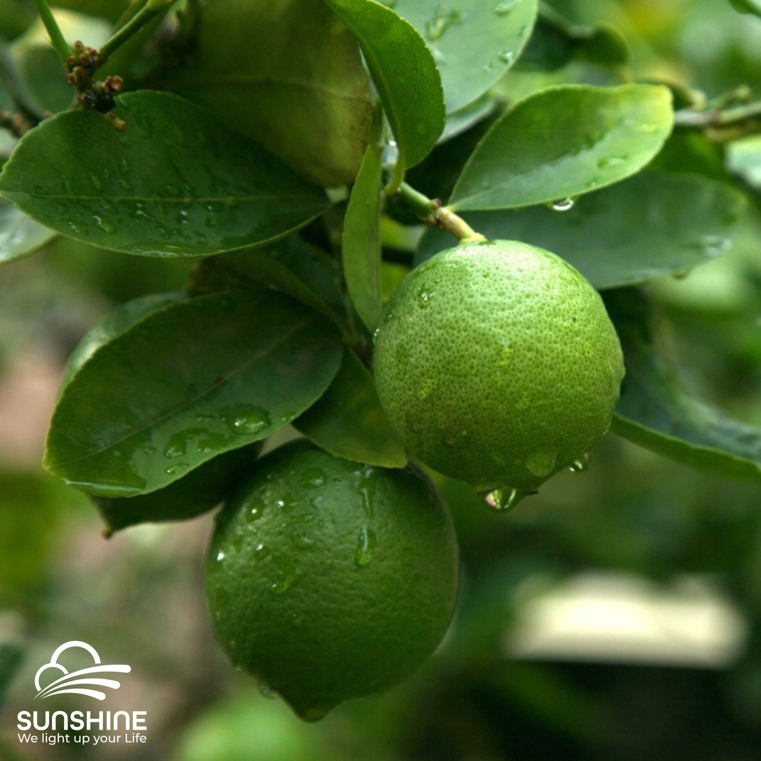 seedless-lime-2
