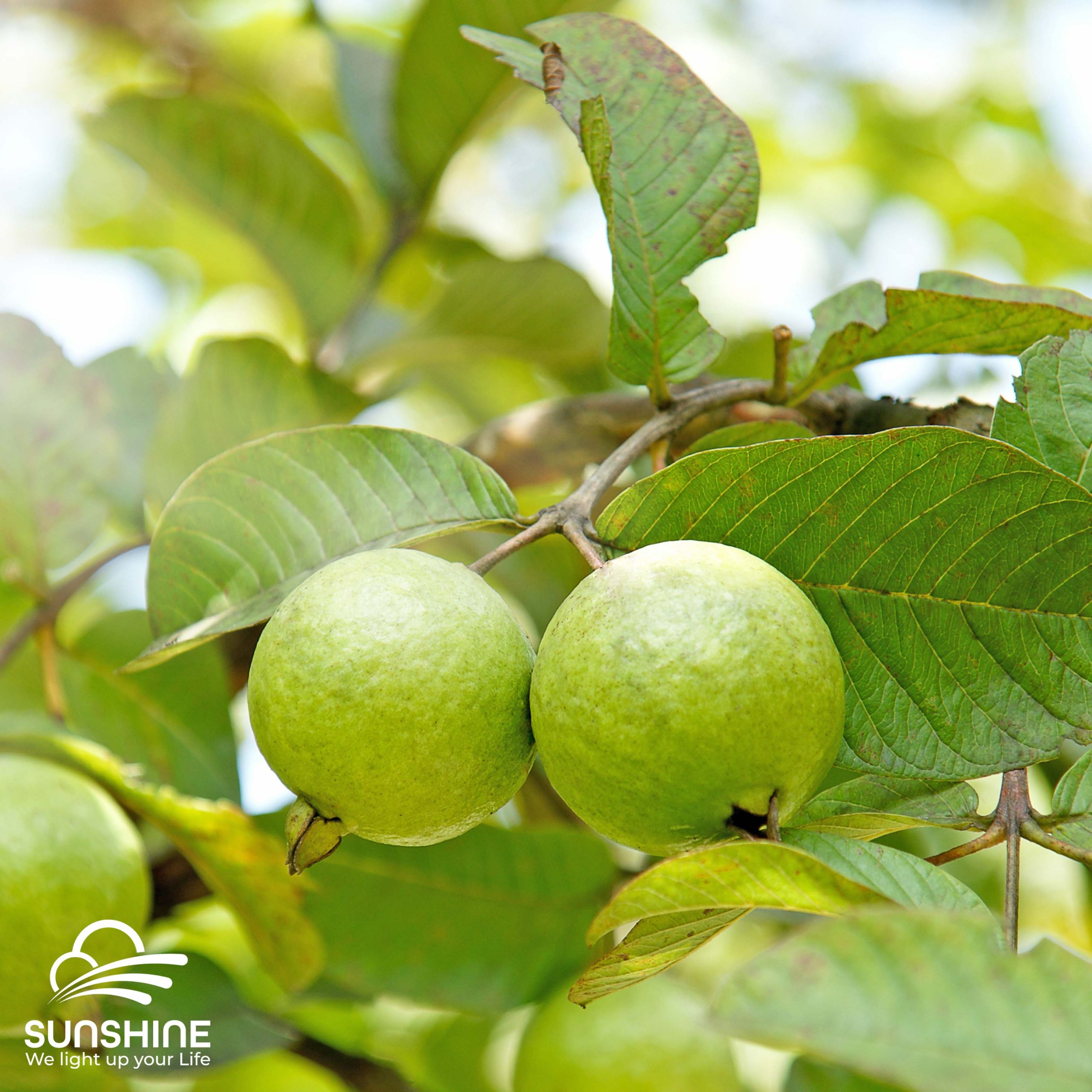 white-flesh-guava-1