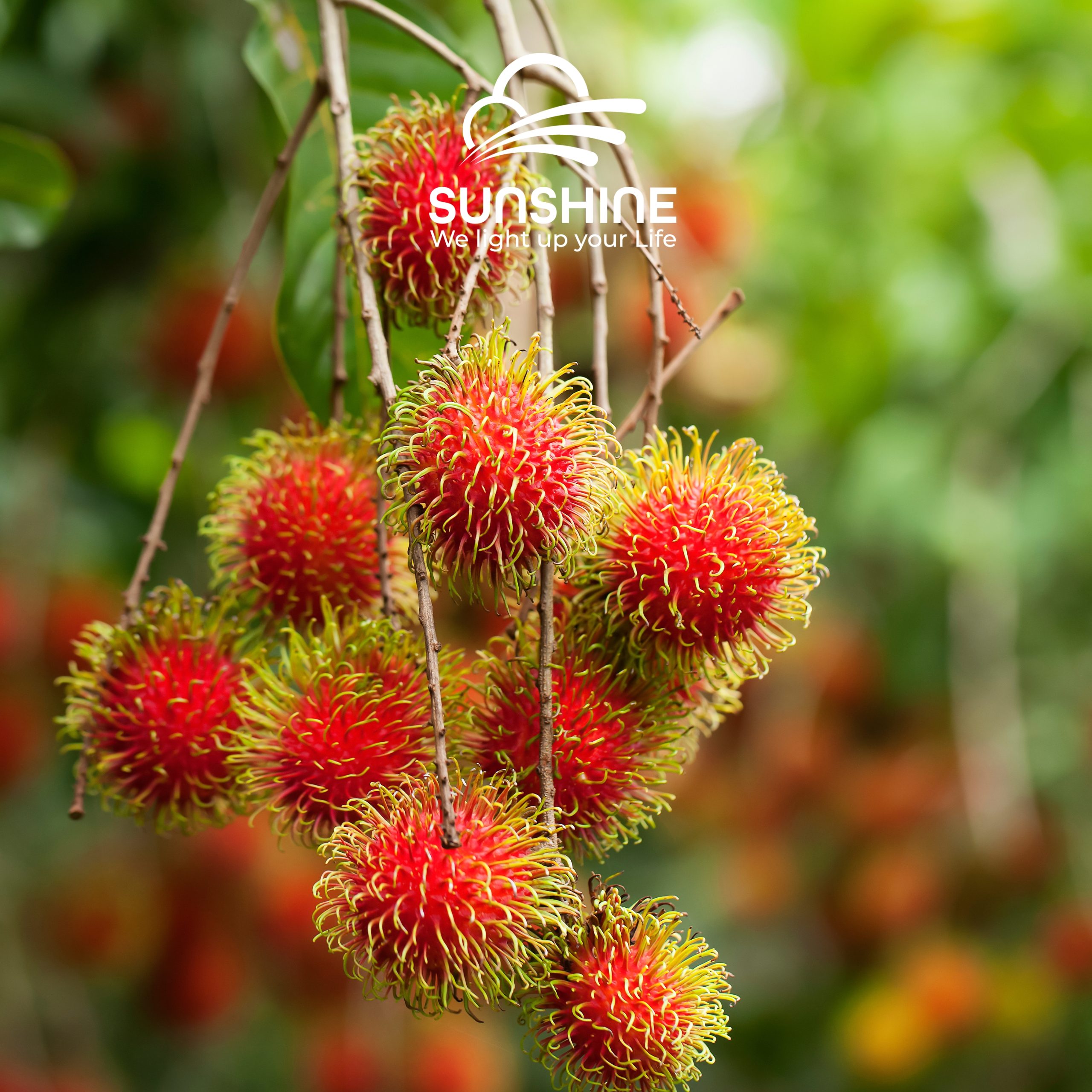 java-rambutan-4