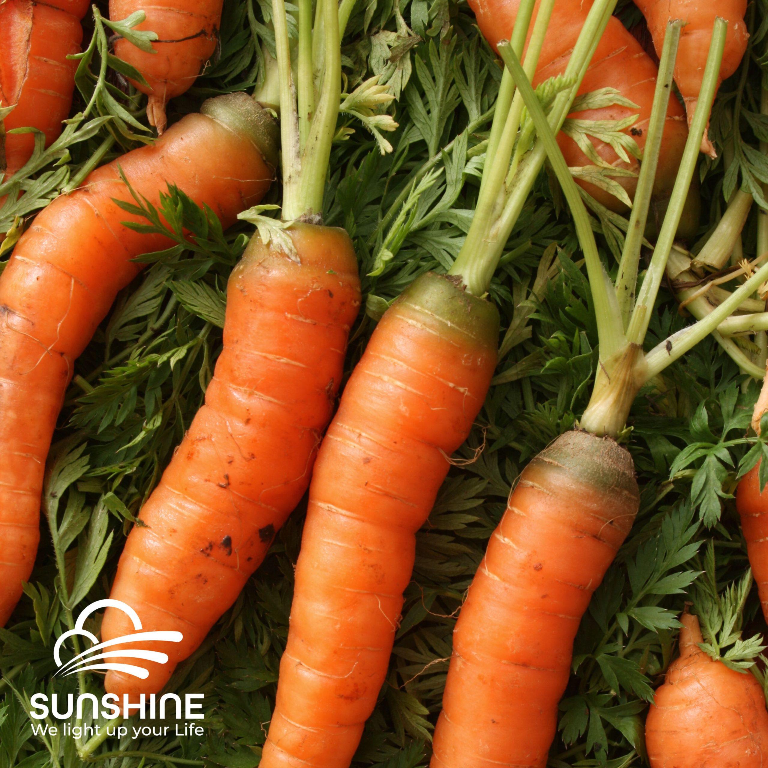 baby-carrot-1